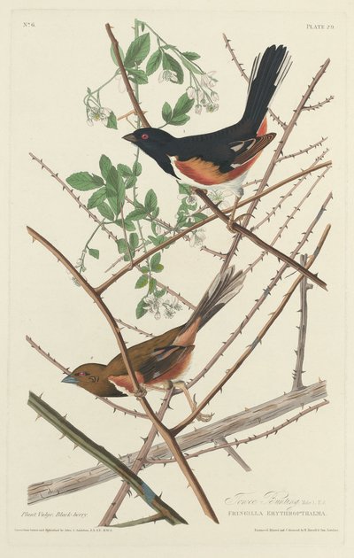 Towee Bunting by Robert Havell after John James Audubon