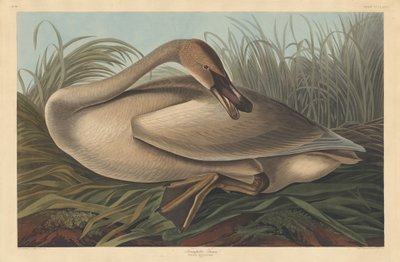 Trumpeter Swan by Robert Havell after John James Audubon