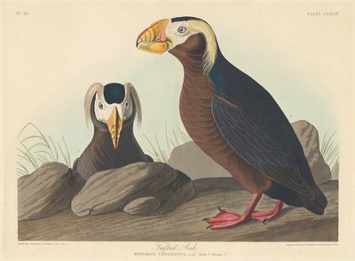 Tufted Auk by Robert Havell after John James Audubon
