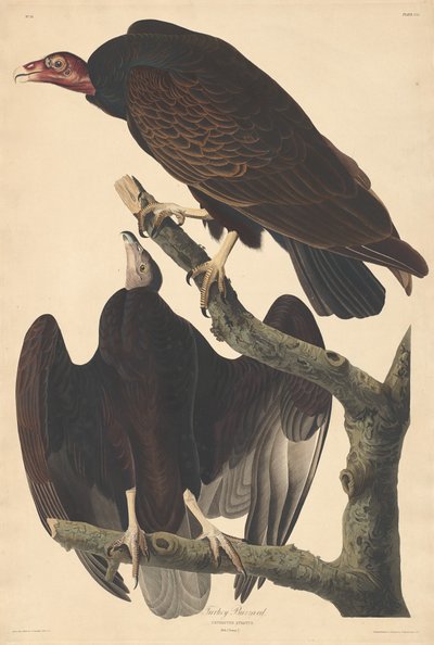Turkey Buzzard by Robert Havell after John James Audubon