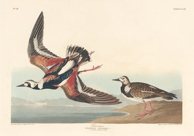 Turn-stone by Robert Havell after John James Audubon
