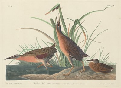 Virginia Rail by Robert Havell after John James Audubon