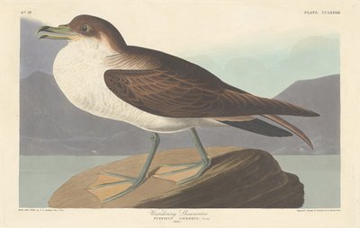 Wandering Shearwater by Robert Havell after John James Audubon