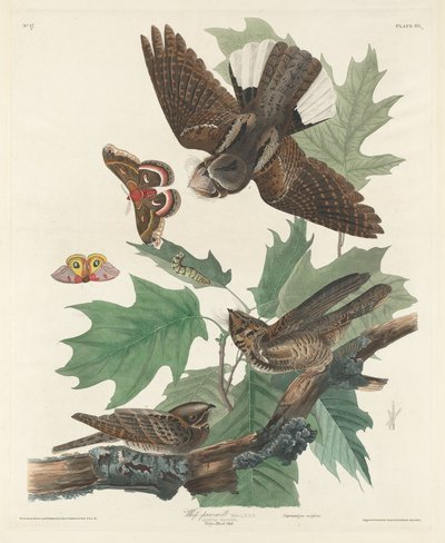 Whip-poor-will by Robert Havell after John James Audubon