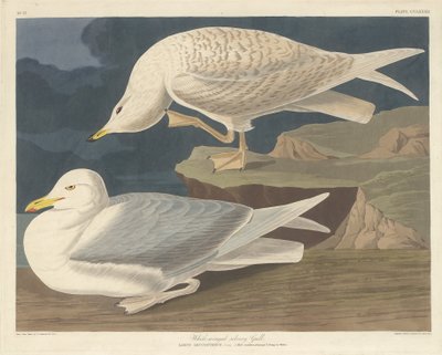 White-winged Silvery Gull by Robert Havell after John James Audubon