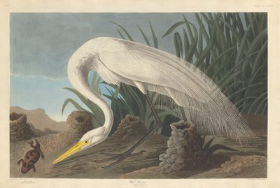 White Heron by Robert Havell after John James Audubon