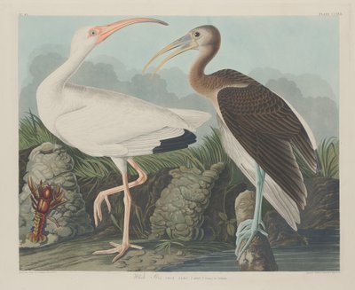 White Ibis by Robert Havell after John James Audubon