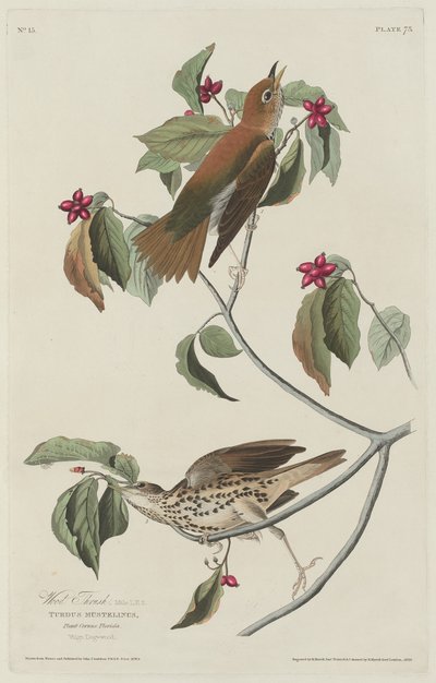 Wood Thrush by Robert Havell after John James Audubon