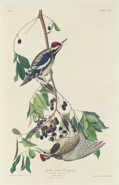 Yellow-bellied Woodpecker by Robert Havell after John James Audubon