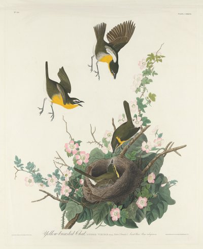 Yellow-breasted Chat by Robert Havell after John James Audubon