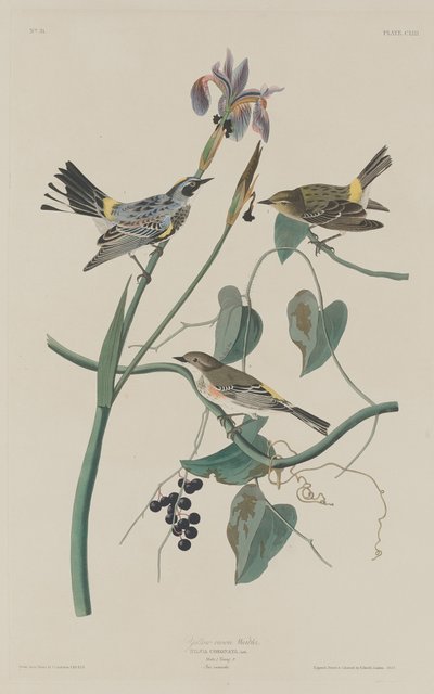 Yellow-crown Warbler by Robert Havell after John James Audubon