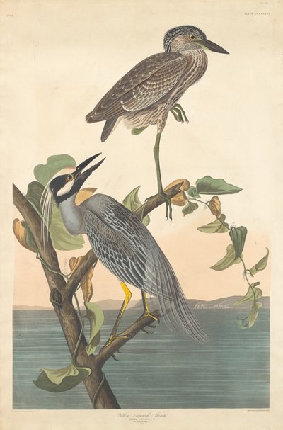 Yellow-crowned Heron by Robert Havell after John James Audubon