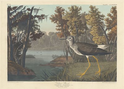 Yellow Shank by Robert Havell after John James Audubon