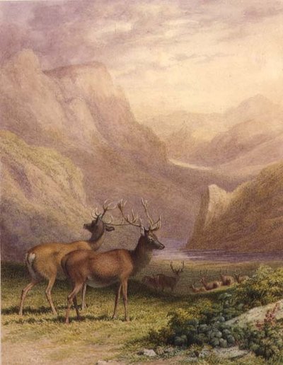 Deer in the Highlands by Robert Hills