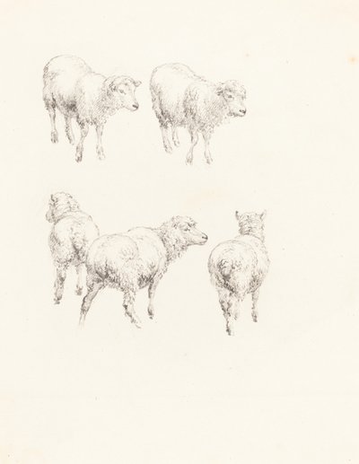 Five Sheep by Robert Hills