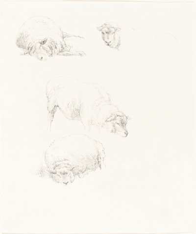 Studies of Sheep by Robert Hills