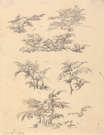 Study of Bracken by Robert Hills