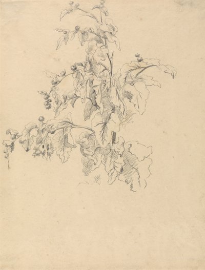 Study of Foliage by Robert Hills