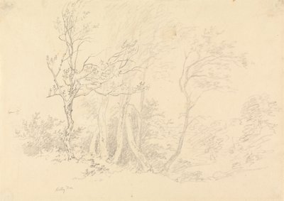 Study of a Holly Tree by Robert Hills