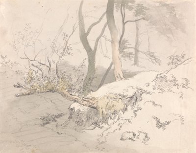 Woodland Shadow by Robert Hills