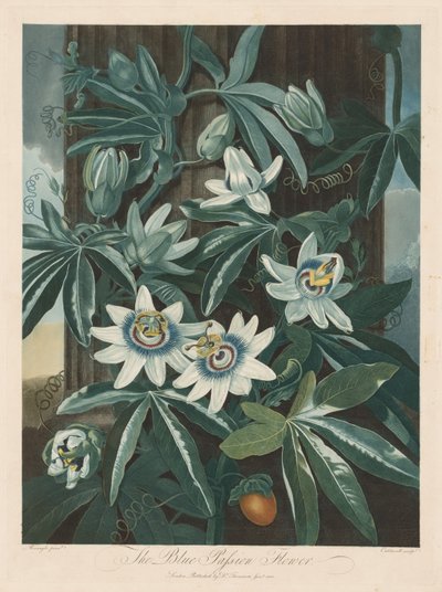 The Blue Passion-flower by Robert John Thornton