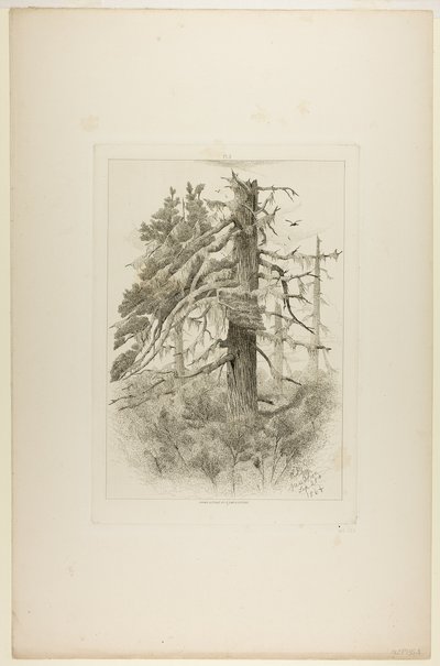 Old Trees at Naushon Island by Robert Swain Gifford