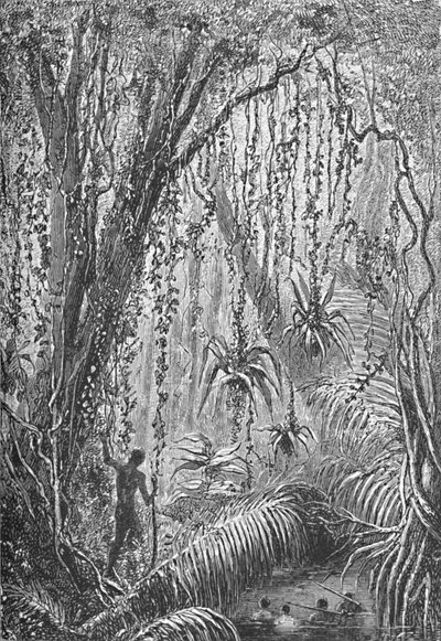 Brazilian Forest by Robert Taylor Pritchett