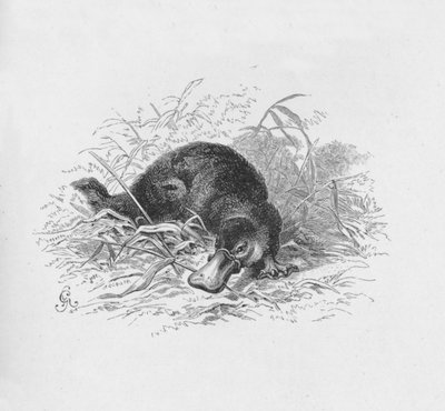 Ornithorhynchus Paradoxus by Robert Taylor Pritchett