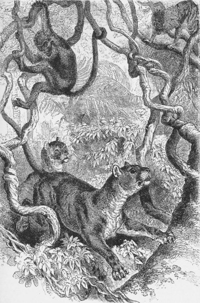The Puma by Robert Taylor Pritchett