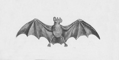 Vampire Bat by Robert Taylor Pritchett