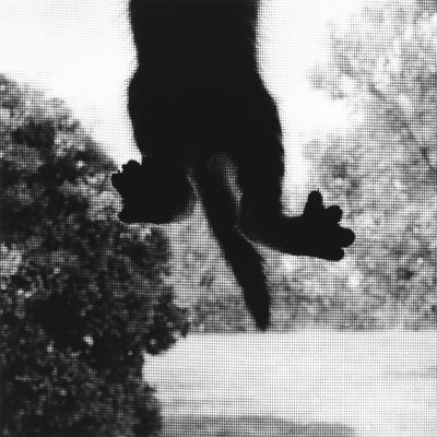 Climbing Cat by Ron Evans