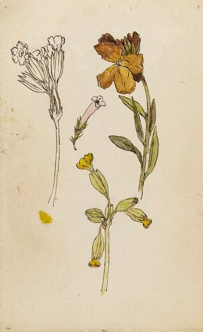 Study of flowers, wallflower and cowslip by Rosa Brett