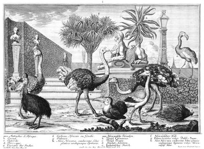 Ostrich, Cassowary, Porcupine by Salomon Kleiner