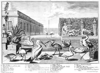 Water Birds by Salomon Kleiner