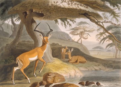 The Pallah by Samuel (after) Daniell