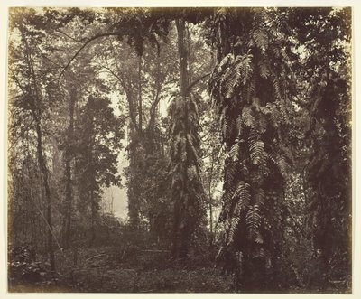 Darjeeling, India, c. 1865 by Samuel Bourne