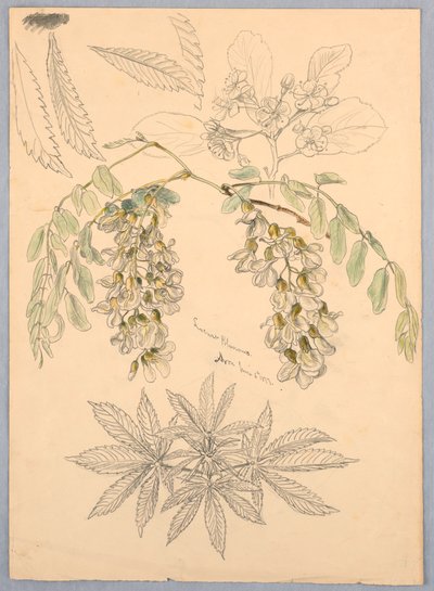 Locust Blossoms by Samuel Colman