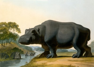 The Hippopotamus, 1804 by Samuel Daniell