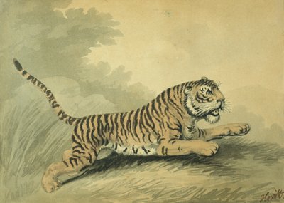 A Tigress leaping to the right by Samuel Howitt