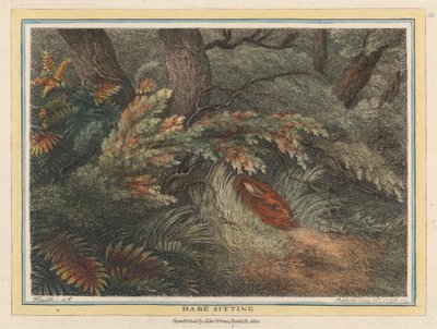 Hare Sitting by Samuel Howitt
