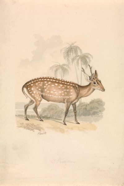 Hog Deer by Samuel Howitt