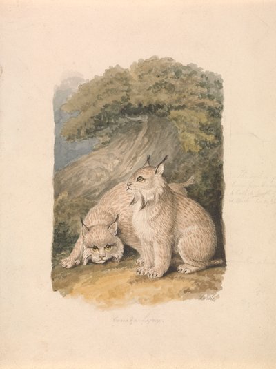 The Canada Lynx from the Life by Samuel Howitt