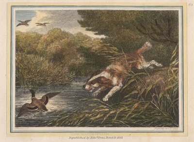 The Water Spaniel by Samuel Howitt