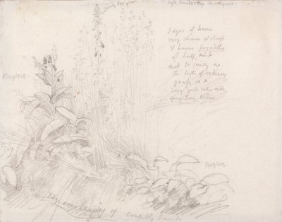 Foxgloves by Samuel Palmer
