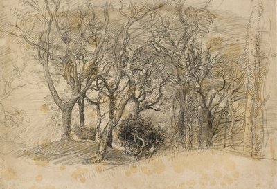 Study of Trees, Clovelly Park, 1834 by Samuel Palmer