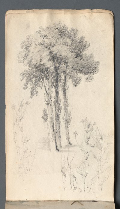 Sketchbook: Tree Study, 1814 by Samuel Prout