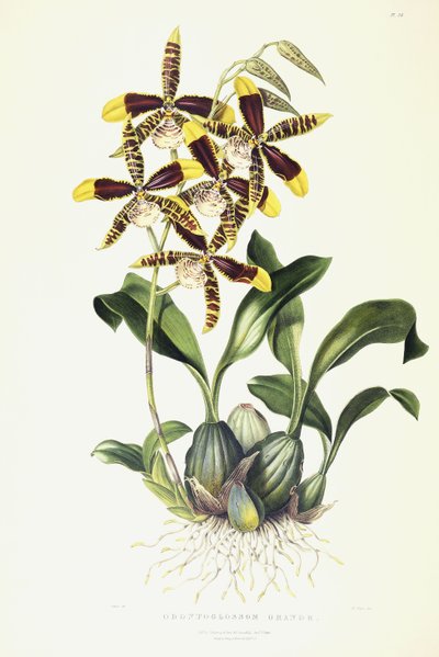 Odontoglossum Grande by Miss Drake