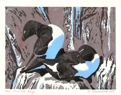 Razorbill Ledge by Sarah Drummond