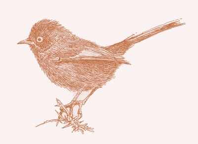 Dartford Warbler by Sarah Hough