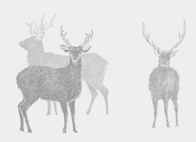 Sika Deer, 2017 by Sarah Hough